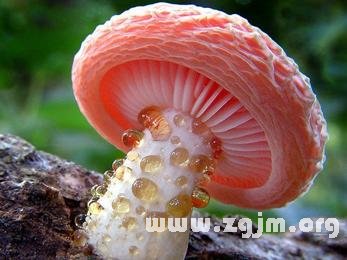 夢見大蘑菇