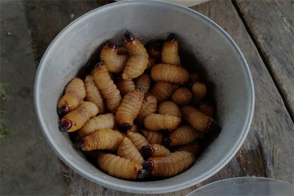 夢見長蛆意味什麼_周公解夢
