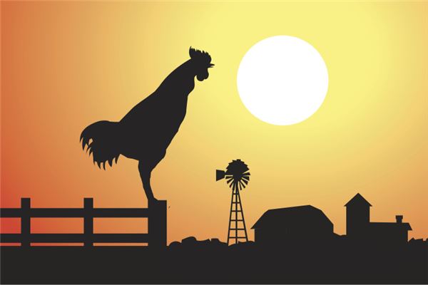 夢到公雞什麼意思_周公解夢