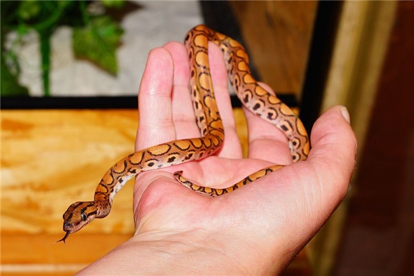 夢到紅白蛇會怎么樣_周公解夢