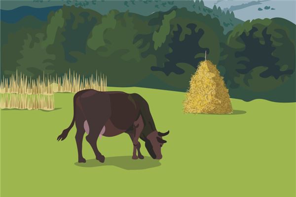 夢見老牛_周公解夢