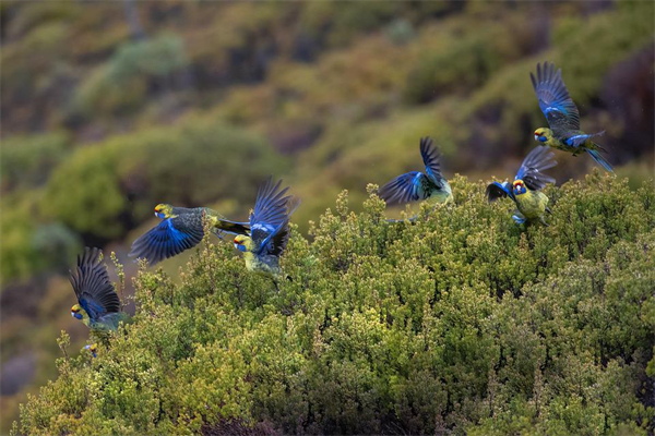 夢到群鳥怎麼說_周公解夢