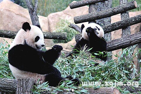 夢見熊貓