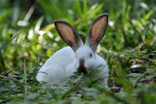 夢到成群的兔子_周公解夢