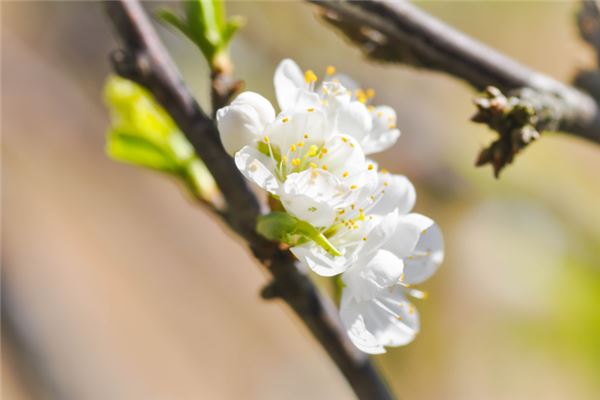 夢見樹開花_周公解夢