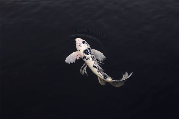 夢到了雄魚代表什麼_周公解夢