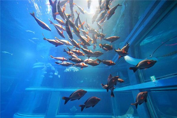 夢見養了很多魚_周公解夢