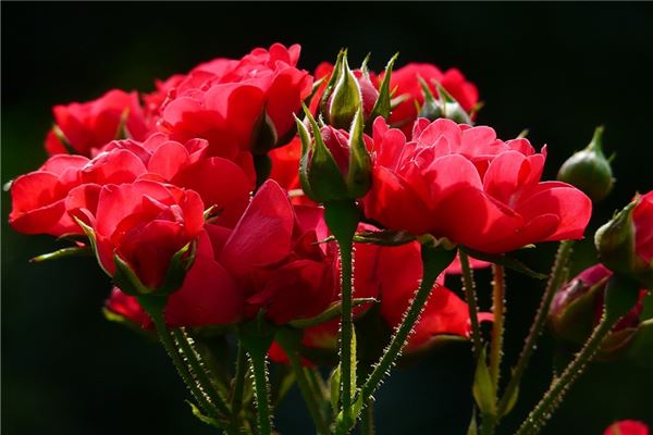 夢到紅色的字有什麼意思_周公解夢