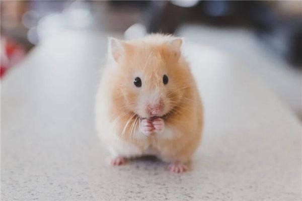 1996年鼠本命年婚姻_十二生肖