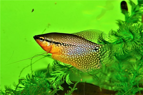 夢見魚產仔有什麼預兆_周公解夢