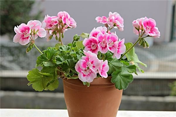 夢到撒花怎麼樣_周公解夢