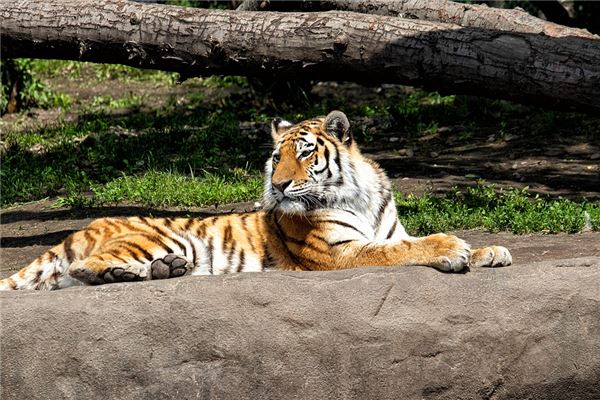 屬虎的年齡表_十二生肖