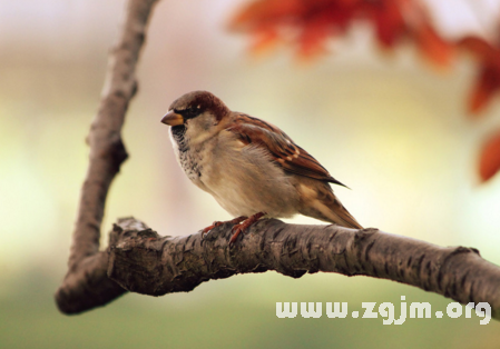 夢見一隻鳥