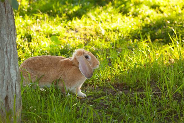 屬兔的2020年運勢如何_十二生肖