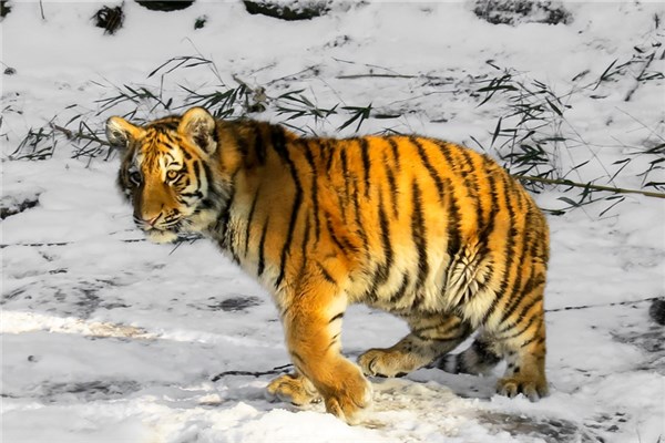 夢到了老虎幼崽是什麼預兆_周公解夢