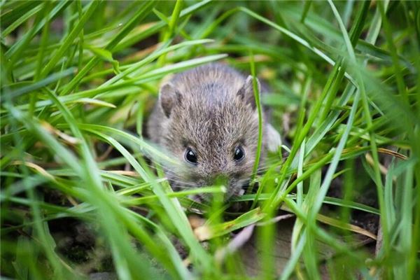 夢見老鼠亂竄_周公解夢