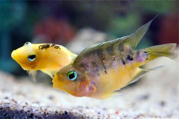 夢見抓小魚_周公解夢