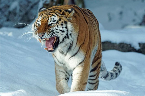 夢見殺老虎是什麼意思_周公解夢