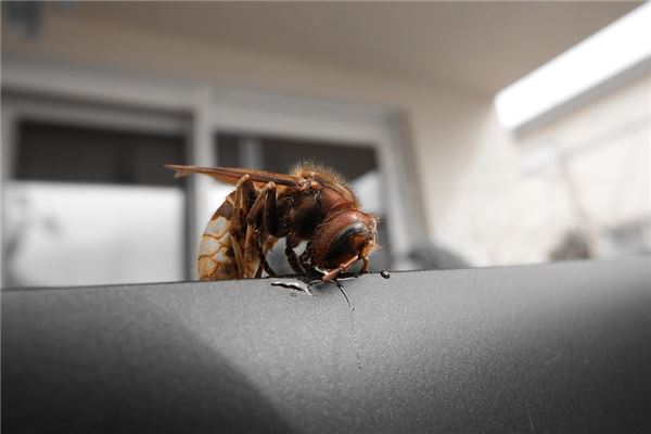 夢見一隻大馬蜂_周公解夢