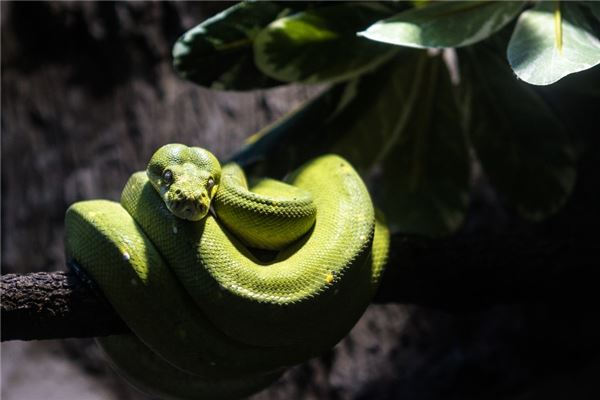 夢到蛇咬別人_周公解夢