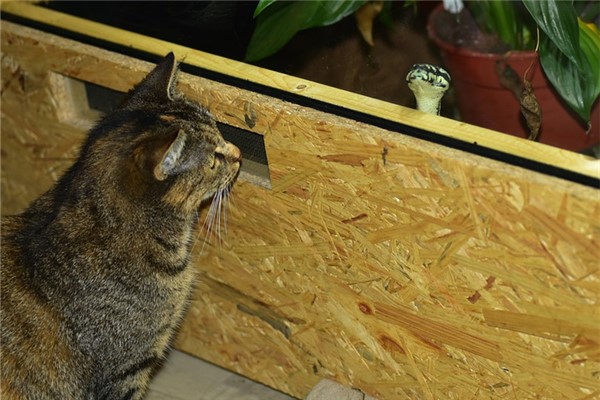 夢到了貓蛇打架有什麼徵兆_周公解夢