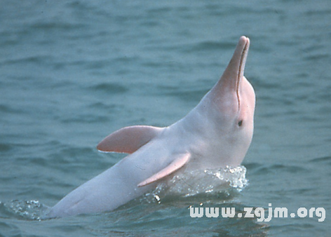 夢見白海豚
