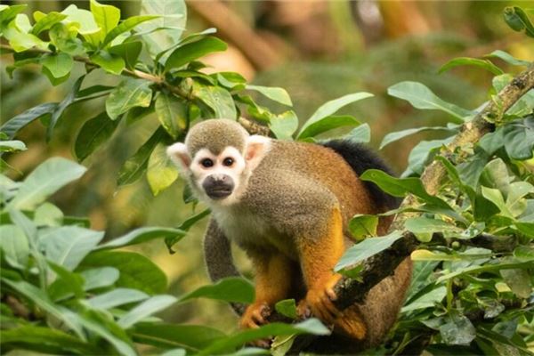 屬猴今年運勢_十二生肖