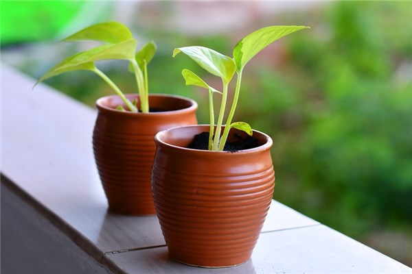 夢見芝麻苗是好的徵兆嗎_周公解夢