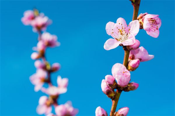 夢見桃花開了_周公解夢