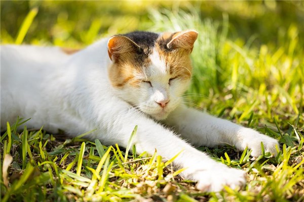 夢見胖貓是凶兆還是吉兆_周公解夢