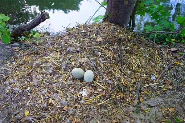女人夢見鵝蛋是胎夢_周公解夢