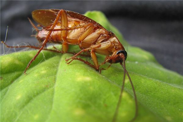 孕婦夢見蟑螂是胎夢_周公解夢 孕婦夢見蟑螂是胎夢是什麼意思_孕婦夢見蟑螂是胎夢好不好_周公解夢官網