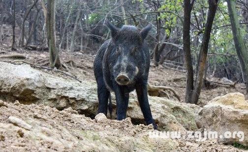 夢見野豬咬人