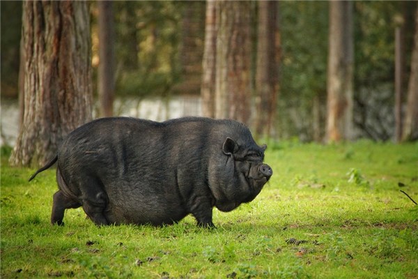 夢到殺肥豬是凶兆還是吉兆_周公解夢