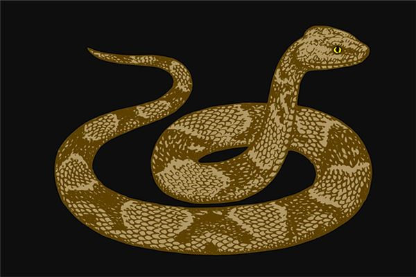 夢到了沒有頭的蛇會是什麼預兆_周公解夢