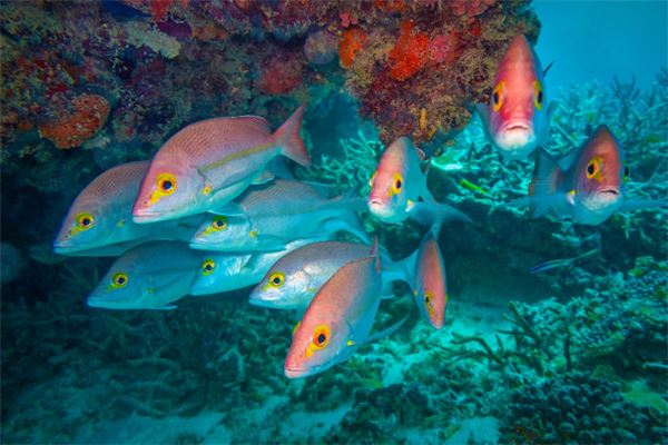 夢見撈了很多魚_周公解夢