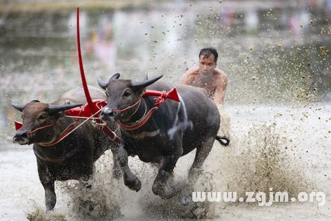 夢見水牛