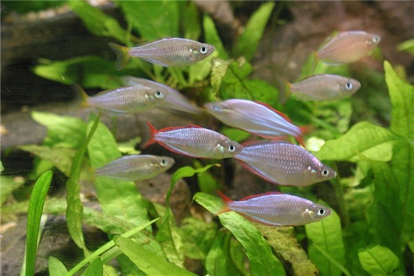 夢到群魚代表什麼_周公解夢