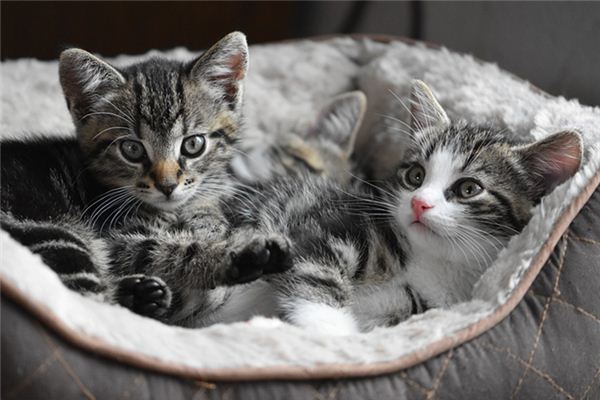 夢見被小貓咬_周公解夢