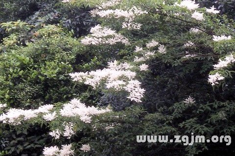 夢見樹上開白花