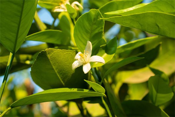 夢到了桔子花是什麼啟示_周公解夢