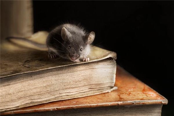 夢到被老鼠咬出血_周公解夢