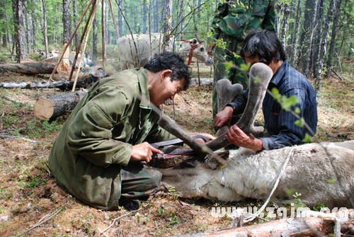 夢見別人打獵