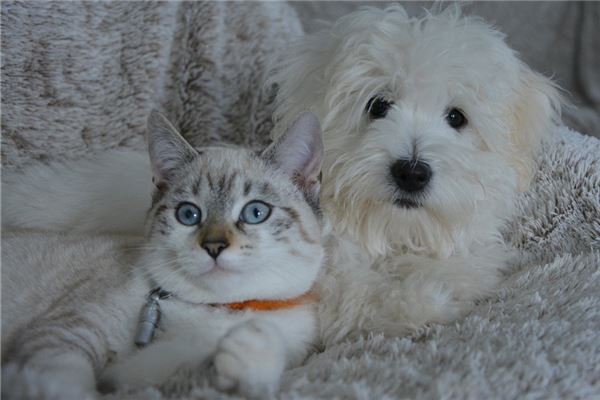 夢到貓狗_周公解夢