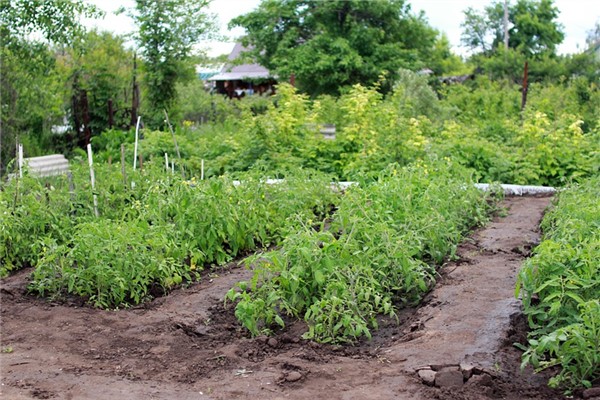 夢見黃豆秧有什麼說法_周公解夢