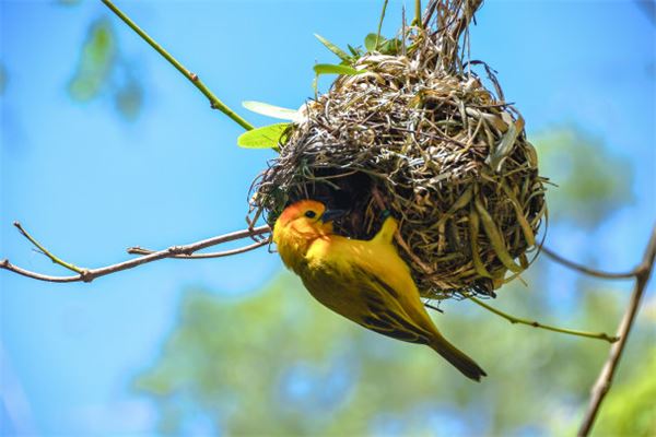 夢見鳥窩是什麼意思_周公解夢