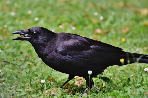 夢見孕婦烏鴉意味著什麼_周公解夢