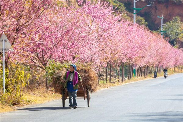 夢見木質的架子車_周公解夢