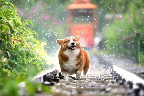 2018年狗的運勢分析_十二生肖