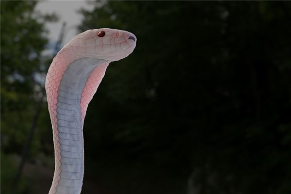 夢見蛇進洞是什麼意思_周公解夢